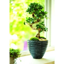 Ficus Ginseng et son cache-pot céramique