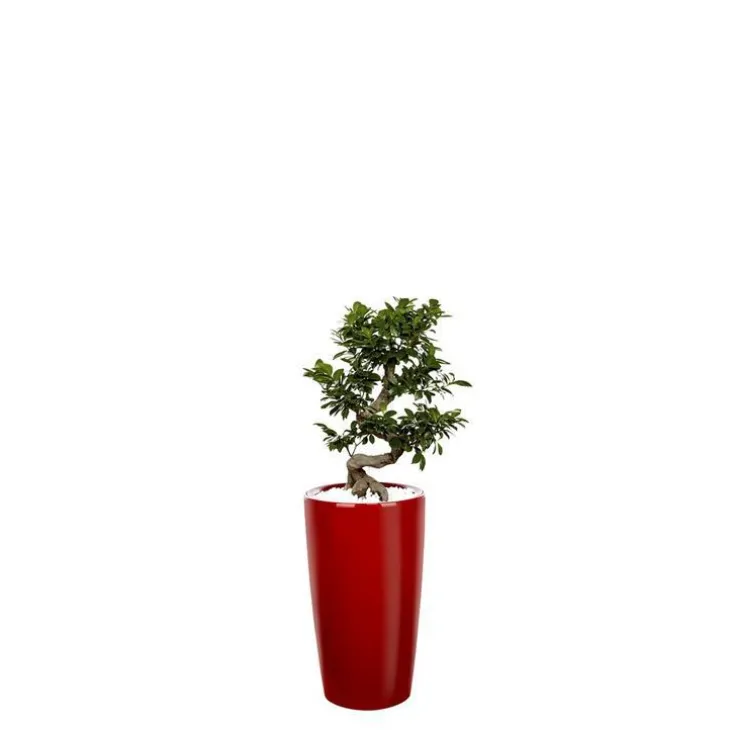 Ficus ginseng S-Type et son pot Rondo premium Ø 32 rouge