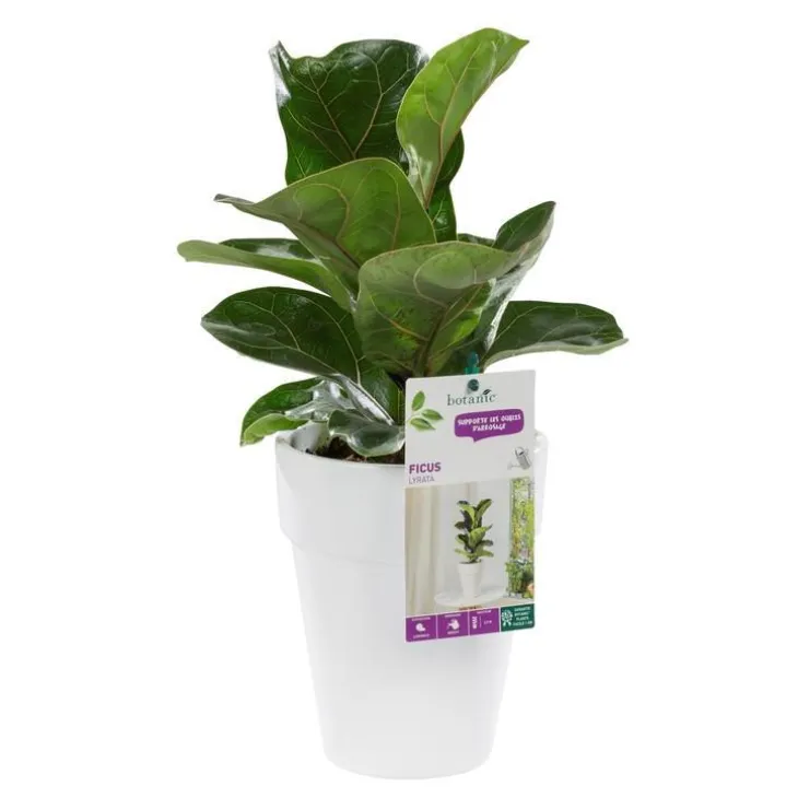Ficus lyrata bambino. Le pot de 15 cm
