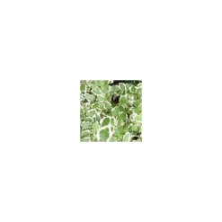 Ficus Sunny - Pot de Ø12 cm
