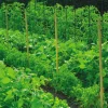 Filet à ramer coloris vert 2x5 m