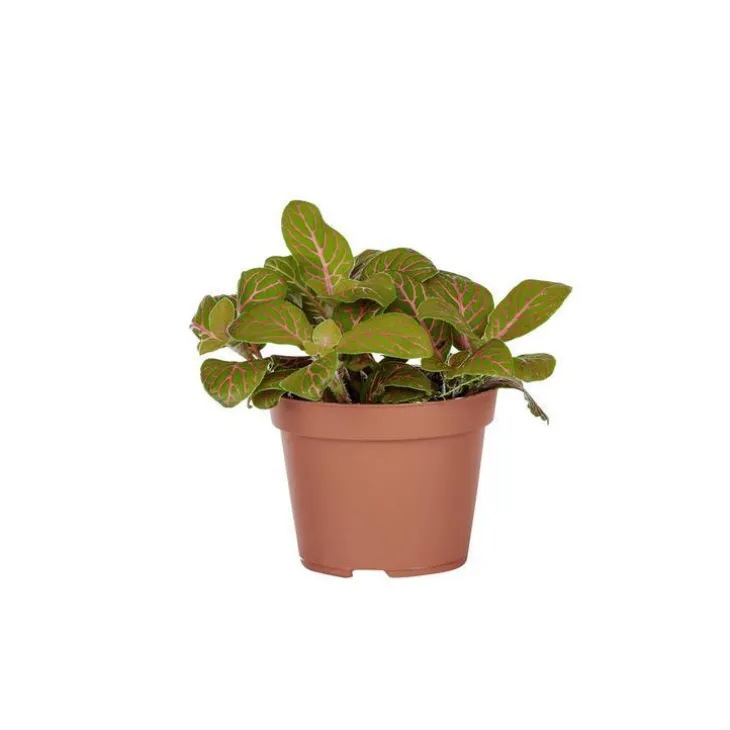 Fittonia en pot Ø 5/6 cm