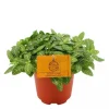 Fittonia Mont Blanc – Pot de Ø15 cm