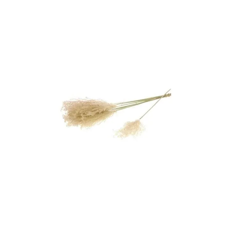 Fleurs séchées coloris beige herbe fluffy naturel