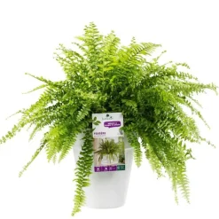 Fougère nephrolepis green lady. Le pot de 18 cm
