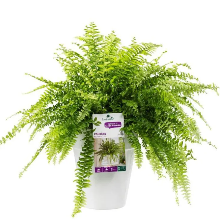 Fougère nephrolepis green lady. Le pot de 18 cm