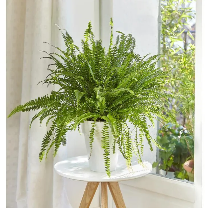 Fougère nephrolepis green lady. Le pot de 18 cm