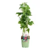 Framboisier Autumn Bliss Bio. Le pot de 5 litres