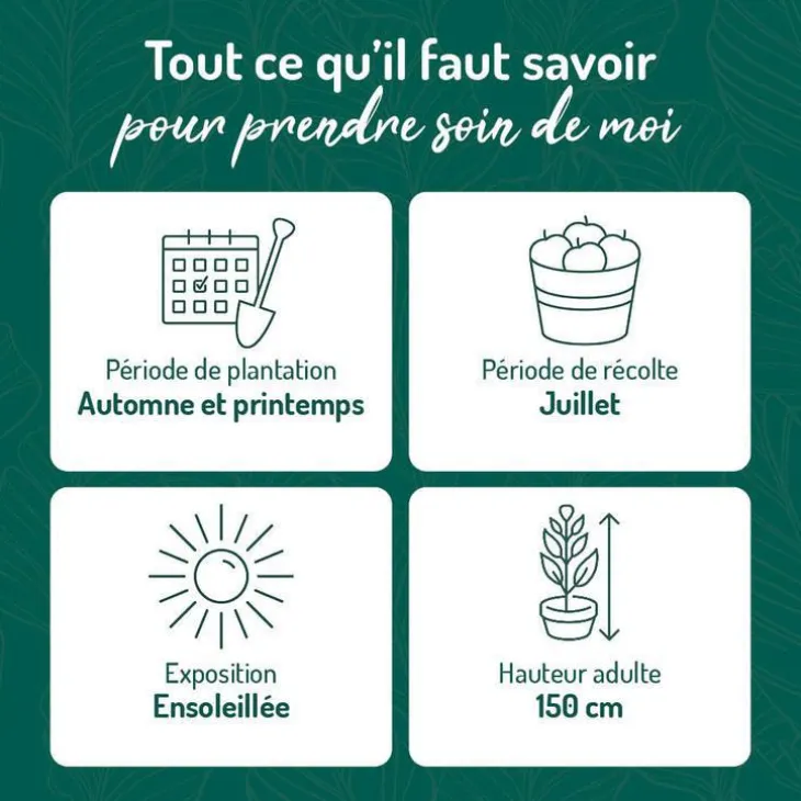 Framboisier Black Jewel Bio. Le pot de 2 litres