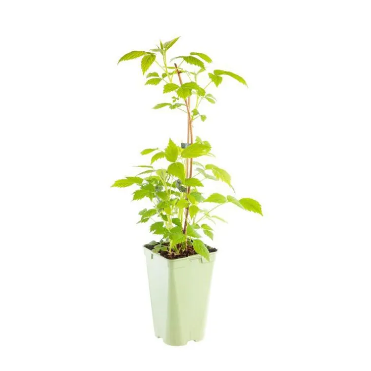 Framboisier Black Jewel Bio. Le pot de 2 litres