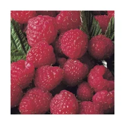 Framboisier Magnific Delbard®. Le pot de 2 litres