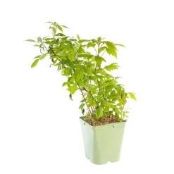Framboisier Willamette Bio. Le pot de 5 litres