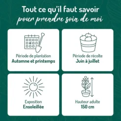Framboisier Willamette Bio. Le pot de 5 litres
