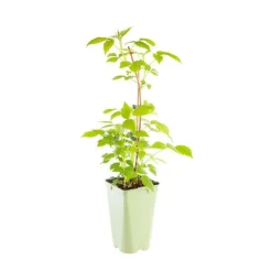 Framboisier Willamette Bio. Le pot de 2 litres