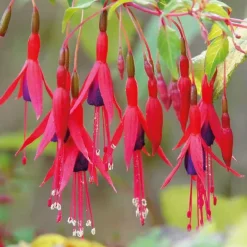 Fuchsia vivace - Le pot de 9 x 9 cm