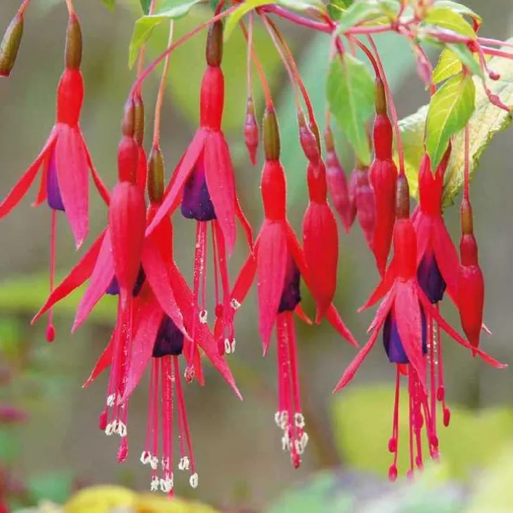 Fuchsia vivace - Le pot de 9 x 9 cm