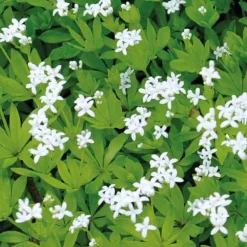 Galium Odoratum - Le pot de 9 x 9 cm