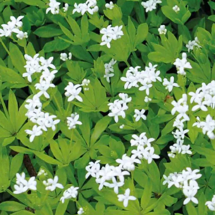 Galium Odoratum - Le pot de 9 x 9 cm