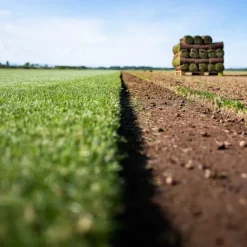 Gazon naturel résistant à la sécheresse en rouleaux Les Gazons de la Hardt - prix au m² pour une surface achetée totale de 151 à 300 m²