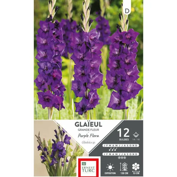 Glaïeul Purple Flora violet Ernest Turc - 12 bulbes