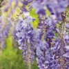 Glycine SINENSIS BLEU. Le pot de 1,3 litres