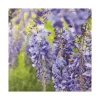 Glycine SINENSIS BLEU. Le pot de 6 litres