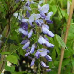 Glycine VARIE. Le pot de 3 litres