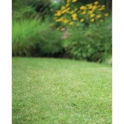 Graines de gazon à semer de regarnissage pour rénovation botanic® - 1 kg