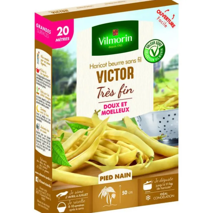 Graines de haricot nain Victor Vilmorin - graines à semer