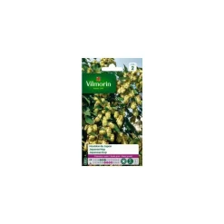 Graines de Houblon du Japon Vilmorin - graines à semer