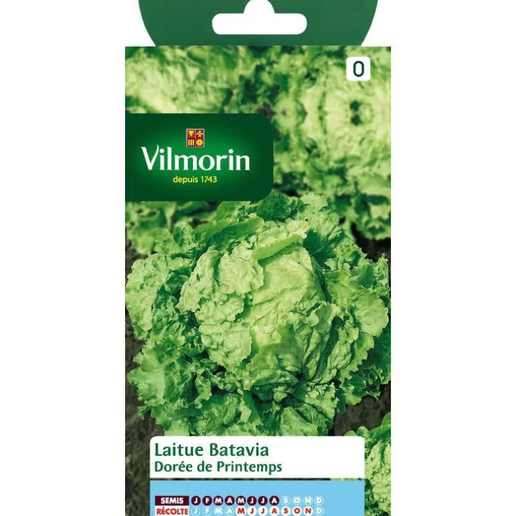 Graines de laitue batavia à dorée printemps Vilmorin - graines à semer
