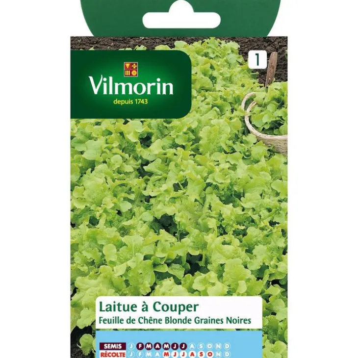 Graines de laitue feuille de chêne blonde Vilmorin - graines à semer