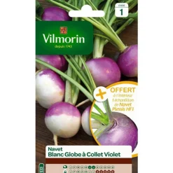 Graines de navet blanc globe à collet violet Vilmorin - graines à semer