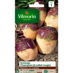 Graines de rutabaga jaune à collet rouge Vilmorin - graines à semer