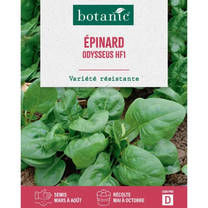 Graines d'épinard odysseus HF1 botanic® - graines à semer