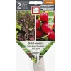 Graines présemées de Duo malin salade rouge et radis Ernest Turc - 2 rubans de 1 m