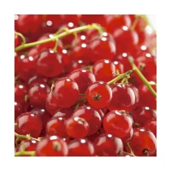 Groseillier A Grappe Agate Rouge ®. Le pot de 2 litres