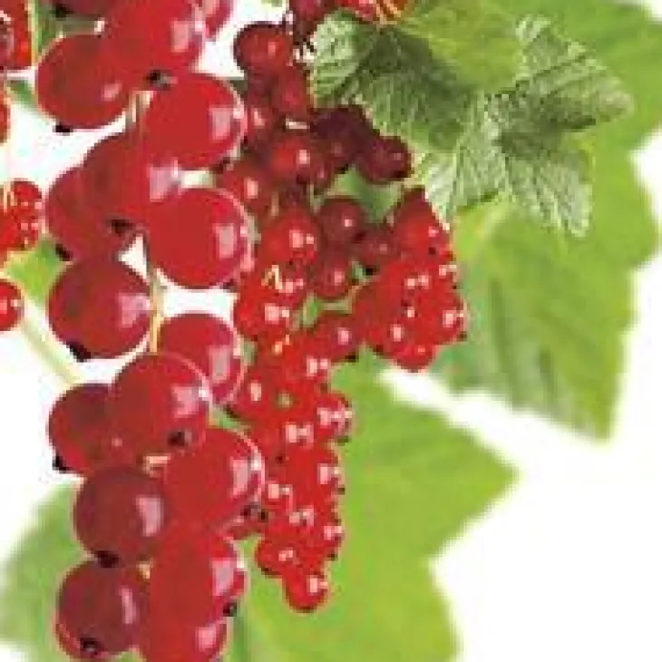 Groseillier A Grappe Jonkheer Van Tets Bio. Le pot de 2 litres