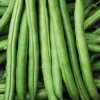 Haricot Nain Pongo Bio. La barquette de 3 plants