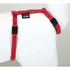 Harnais chat nylon rouge 1-35/50 cm