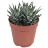 HAWORTHIA BIG BAND