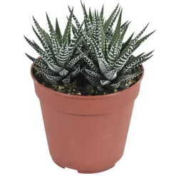 HAWORTHIA BIG BAND