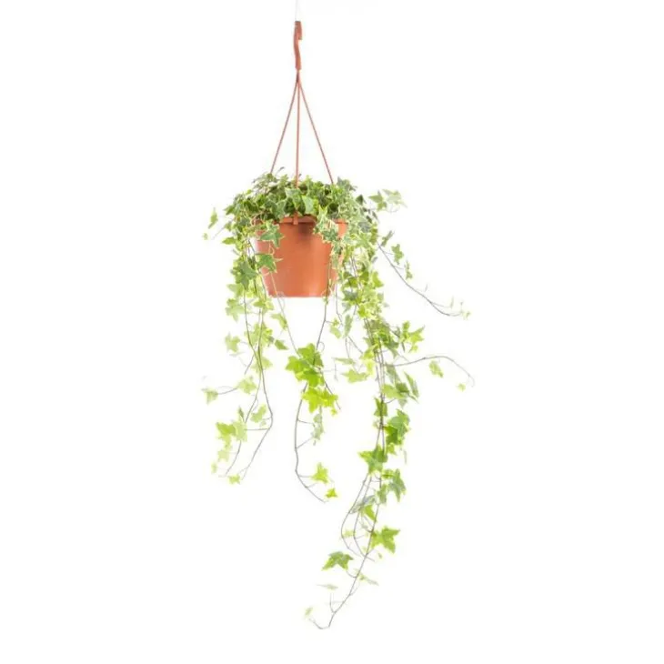 Hedera Gold Child Panaché suspension Ø17xH70 cm