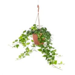 Hedera suspension Ø19xH50 cm