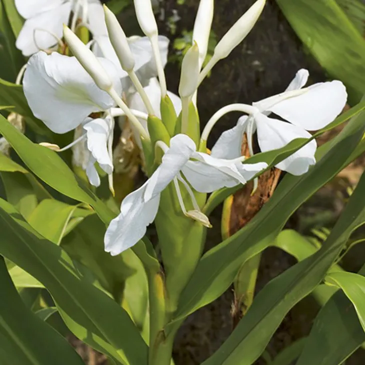 Hedychium coronarium pot de 3 litres