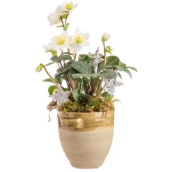 Hellébore en pot antique terre cuite