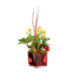 Hellébore en verrerie rouge