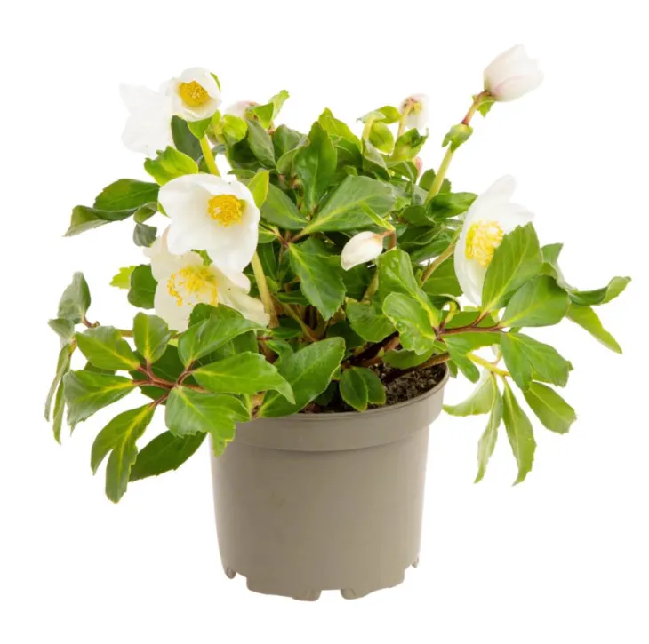 Hellébore (ou Rose de Noël) blancHE HGC® DIVA® - Le pot de 1,5 litres