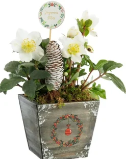 Hellébore pot bois – 13 x 13 cm