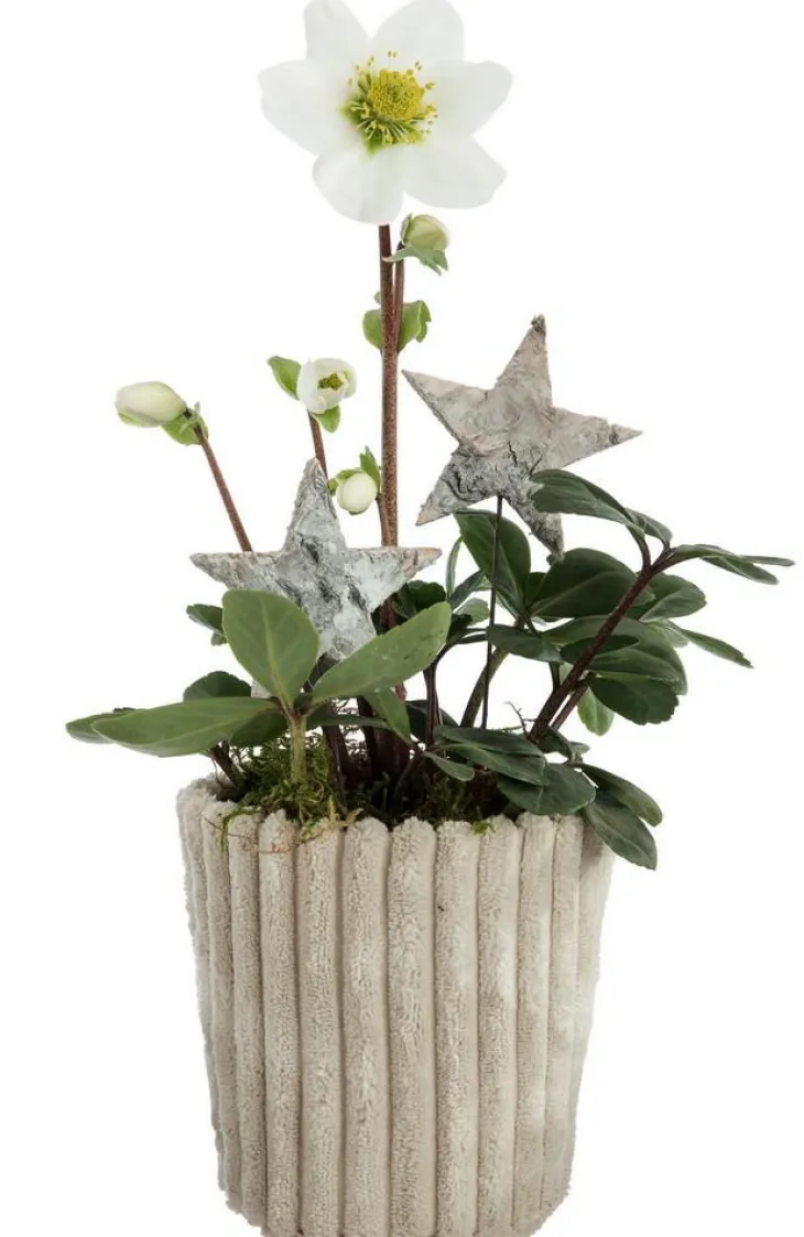 Hellébore pot effet velours côtelé - Ø 10 cm